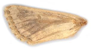 Image result for Hadena perplexa