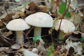 Nature En Ville A Cergy Pontoise Recette