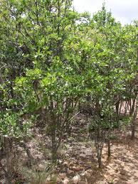 Image result for Afrocanthium mundianum