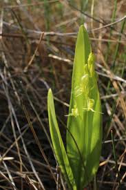 Image result for Liparis