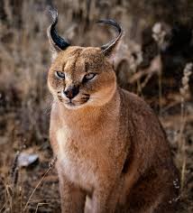 Wegen seiner ähnlichkeit mit den luchsen wird er manchmal auch als wüstenluchs bezeichnet. Caracal Katze Scannt Seine Umgebung Foto Vorratig Crushpixel