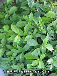 Lepas buang mekap dengan make up remover, cuci muka seperti biasa gunakan sabun dr. Daun Neem Shefalitayal
