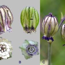 Image result for Silene abyssinica