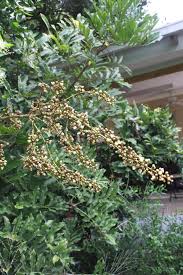 Image result for Deinbollia