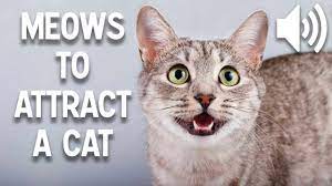 Watch them closely and their actions will tell you what they want. Sounds That Attract Cats Meow To Make Cats Come To You Youtube