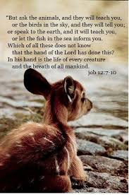 Pin By Jackie Bain On Walk By Faith Animals Cute Animals Animals Wild