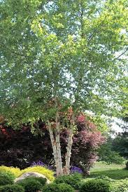 Birch Trees In Florida Buy River Birch Tree For Sale Online From Wilson Bros Gardens River Birch Trees Landscape River Birch Trees River Birch