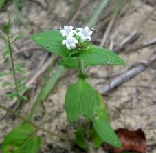 Image result for Richardia scabra