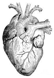 Pin On Anatomy Art