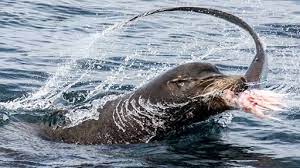 Together with the fur seals, they comprise the family otariidae, eared seals, which contains six extant and one extinct species (the japanese sea lion) in five genera. Sea Lions Vs Sharks When Predator Becomes Prey