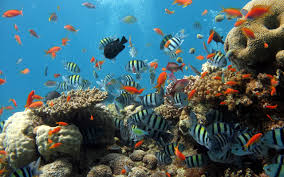 Fond D Ecran Hd Aquarium Faune Sous La Mer Paysage Sous Marin Ajouter un message à la discussion. fond d ecran hd aquarium faune
