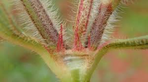 Image result for Polycarpaea eriantha