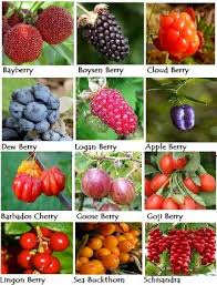 Berries A Z List Of Berries Luv2garden Com Growing Fruit Trees Berry Plants Fruit Garden