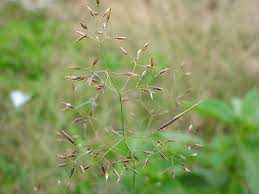 Image result for Agrostis continuata