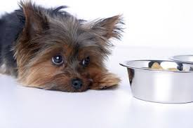 How To Treat Liver Disease In Dogs