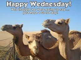 Camels' humps allow camels to go for long periods without eating. Pin On Quotes