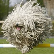 When You Escape Your Imprisonment At The Carwash And Are Now Free To Live Your Life Album On Imgur Komondor Dog Puli Dog Komondor