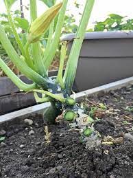 How to eliminate powdery mildew on zucchini plants. How To Get Rid Of Powdery Mildew Organic Treatment The Art Of Doing Stuff