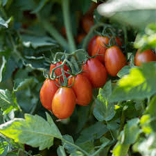 Image result for tomato Datterino