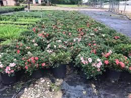 Hot promotions in flower tyler on aliexpress: Texas Wholesale Nursery Home Facebook