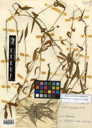 Image result for Pseudechinolaena polystachya