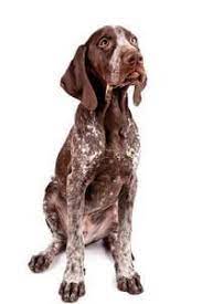 As a rescue pup we have had him since he was 3 months old he just turned 4 years old. German Short Haired Pointer Small Medium And Big Dog Breeds Pedigree Uk