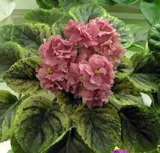 Image result for Xylia africana