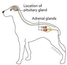 Cushing S Disease In Dogs Vca Animal Hospital