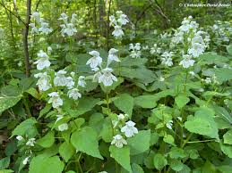 Image result for Synadenium glabratum
