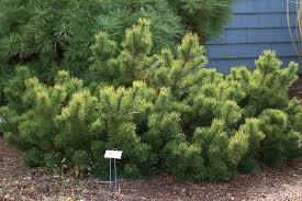 These plants can be grown as single specimen shrubs or planted in groups to fill a garden border or in a row to form a low hedge. 9 Evergreen Shrubs Planted In February For Small Gardens Prescott Enews