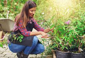 Nursery worker pruning a p.. - 157865 Photos - YouWorkForThem