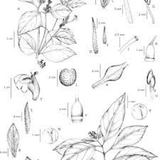 Image result for Rungia paxiana