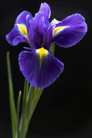 Eloquent Iris Iris Flowers Blue Iris Flowers Flowers Photography