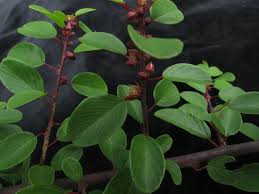 Image result for Berchemia