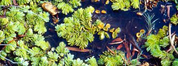 Image result for Salvinia hastata