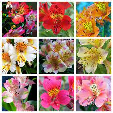 Very suitable as balcony or terrace plants on pots. 100 Pcs Rare Peruvian Lily Alstroemeria Bonsai Plants Mix Color Beautiful Lilies Flower For Home Garden Flowers Plants Buy At The Price Of 0 84 In Aliexpress Com Imall Com