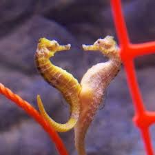 Sea horses are the only males in the animal kingdom that are known to give birth. 5 Cool Seahorse Facts