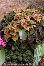 Image result for Coleus bojeri