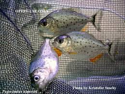 Pygocentrus nattereri, RED PIRANHA