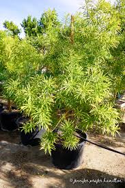 Image result for Cascabela