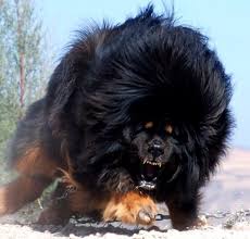 Caucasian Ovcharka A Russian Dog Used For Bear Hunting Guard Work Herding With Almost No Hum Expensive Dogs World S Most Expensive Dog Most Expensive Dog