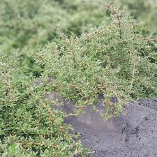 Image result for Ormocarpum kirkii