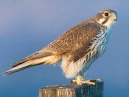 Prairie Falcon