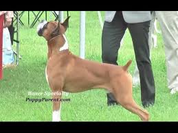Rescued from ratmalana in february 2020, rollof is a beautiful dog who unfortunately suffered a traumatic spinal injury. Ilmu Pengetahuan 4 Boxer Dog Puppy Price In Sri Lanka