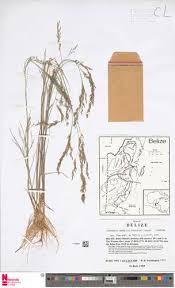 Image result for Eragrostis gangetica