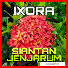 See more of pokok bunga on facebook. Siantan Jenjarum Bunga Kertas Ixora Merah Shopee Malaysia