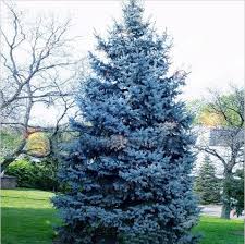 Colorado's grow slowly, typically only half the speed of white spruce. Colorado Blue Spruce Trees Infected With Needle Cast Die Slowly