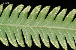 Image result for Amblovenatum