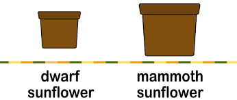 Feb 13, 2019 · be sure to keep an eye on the watering needs of sunflowers grown in containers. Growing Sunflowers In Containers Bob S Market And Greenhouses