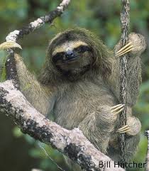 Are Pygmy Three Toed Sloths Endangered Pygmy Three Toed Sloth Tumblr Three Toed Sloth Sloth Sloth Life
